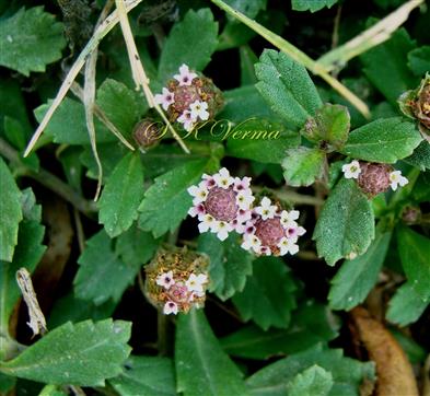  Inflorescences  - Spikes (Upper view)